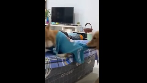 Golden Retriever Drags Corgi Out Of Bed!