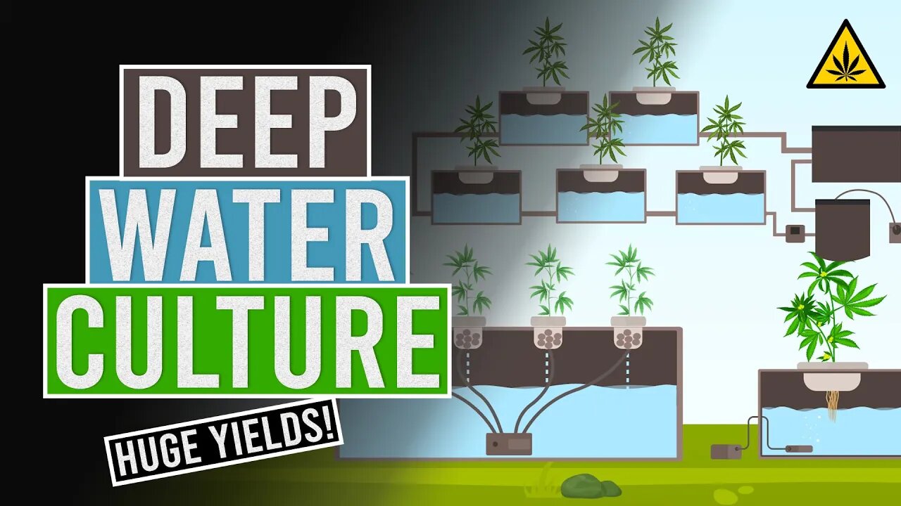 Deep Water Culture!💧You Need to try it!