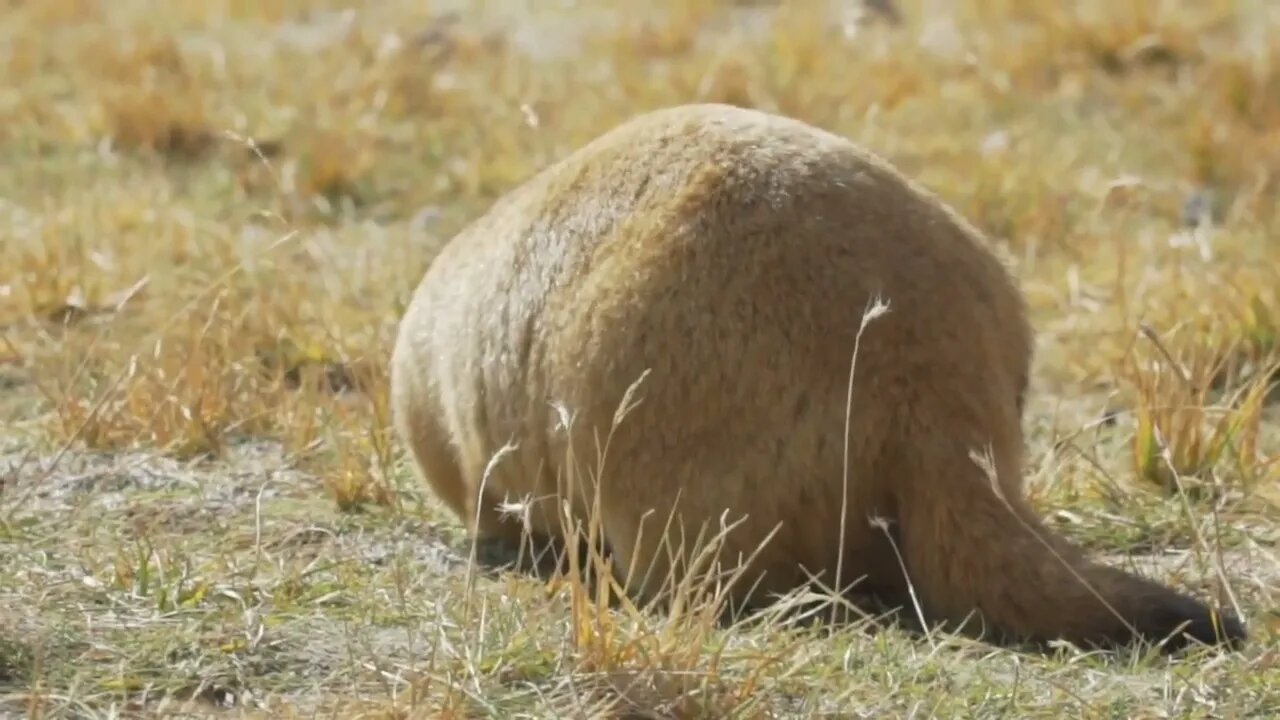 Himalayan Marmots Cute Fur Wild Animal in the Alpine Grasslands of the Himalayas Ladakh Wildlife5