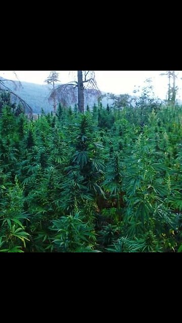 Sounds like a personal Problem broham ☺