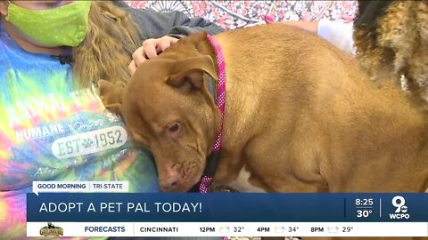 Pet Pals: Meet Kingston