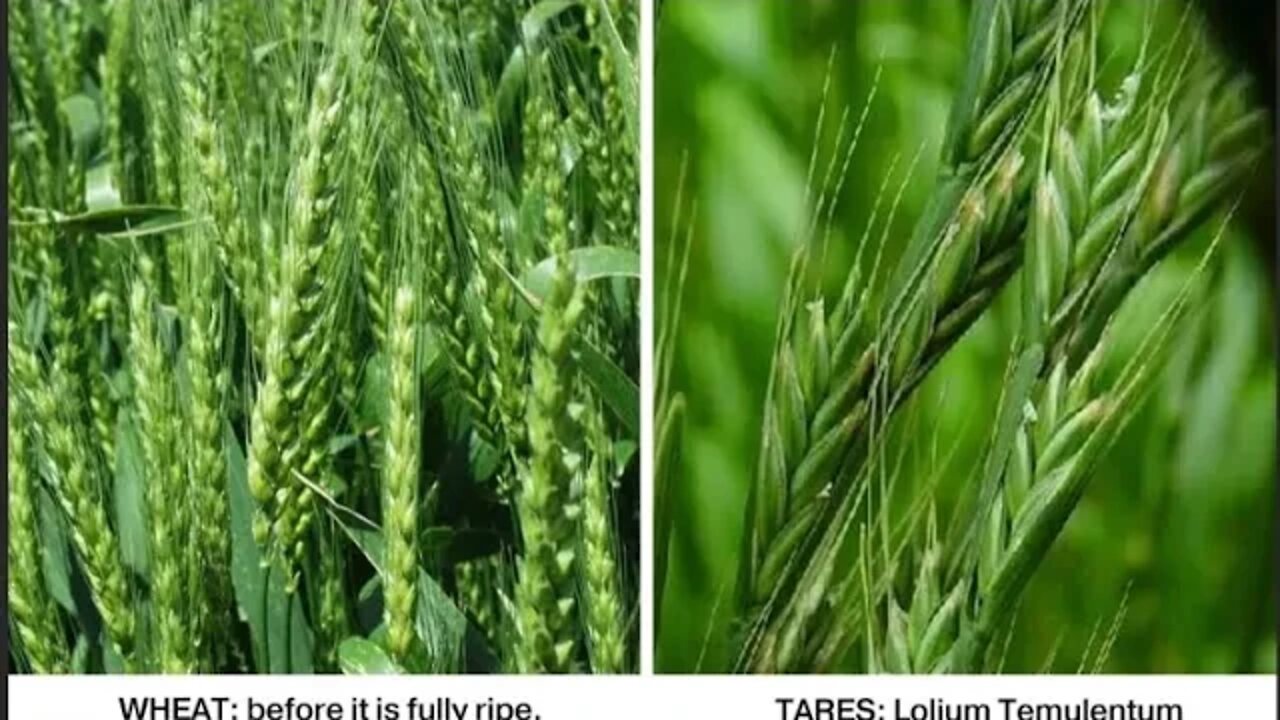 Wheat or Tare?