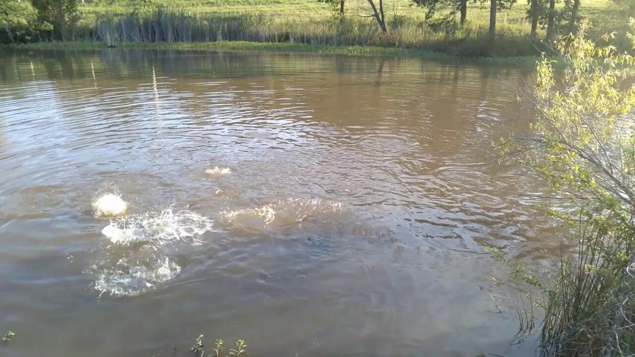 Feeding the Catfish.