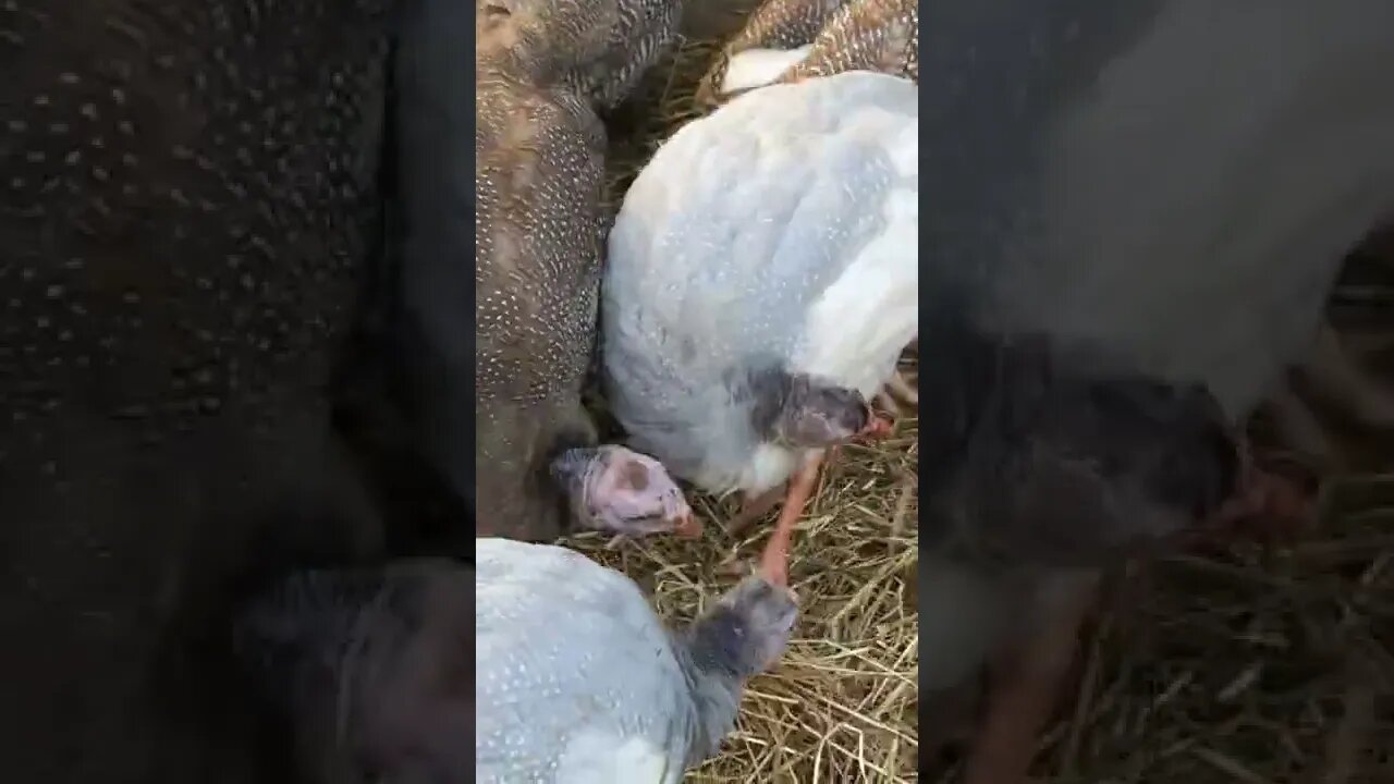 Injured keet is back with the flock. They’re being treated for coccidiosis and Ruby helps me video