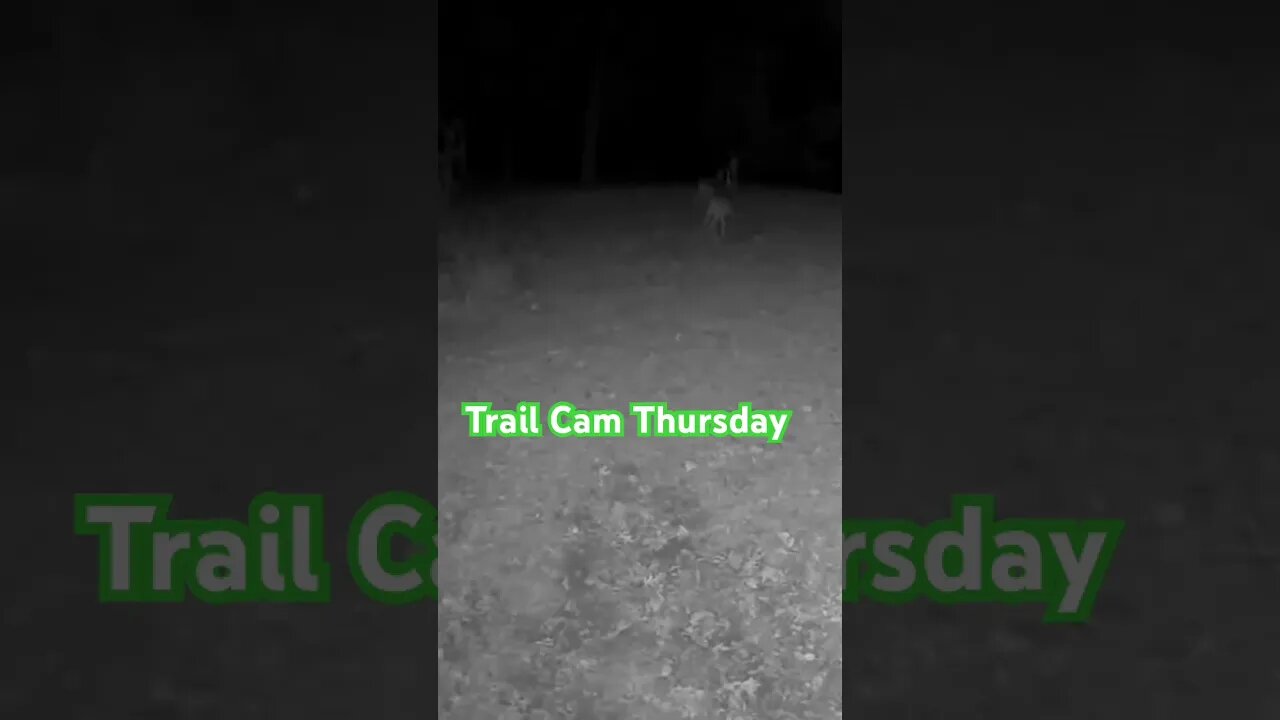 Trail Cam Treasures: Doe with Dynamic Duo #deer #prepperboss