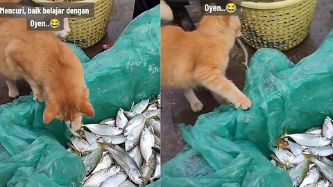 Cat stealing fish