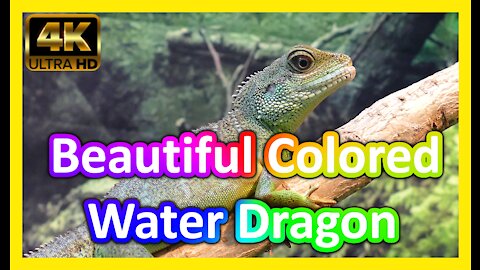 Beautiful Green Water Dragon 4K Ultra HD