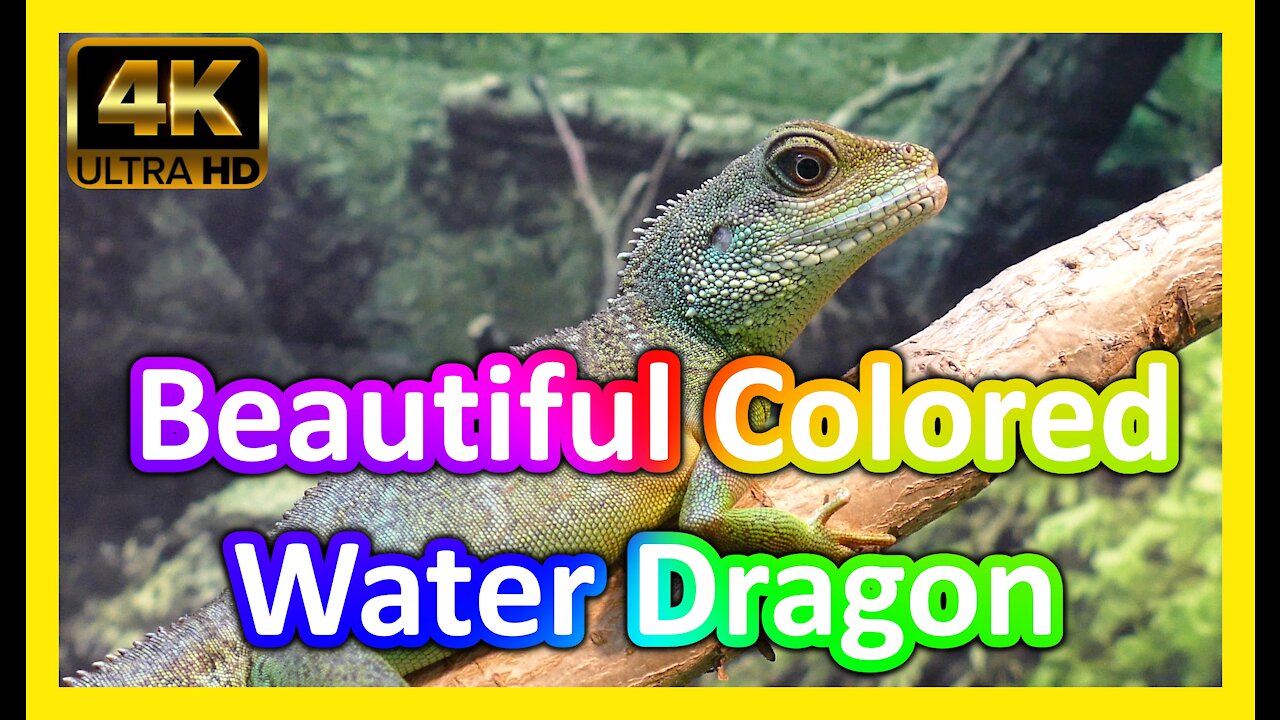 Beautiful Green Water Dragon 4K Ultra HD