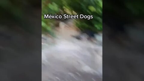 Street Dogs in Mexico