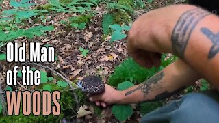 Old Man of the Woods | Shaggy, hairy edible mushroom found in Pennsylvania!