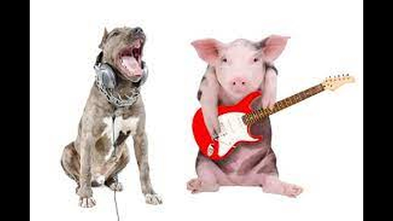ANIMALS JAMING AND VIBING????!!