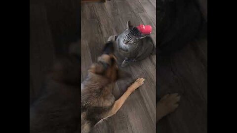 funny cat and dog fights#shorts part 3