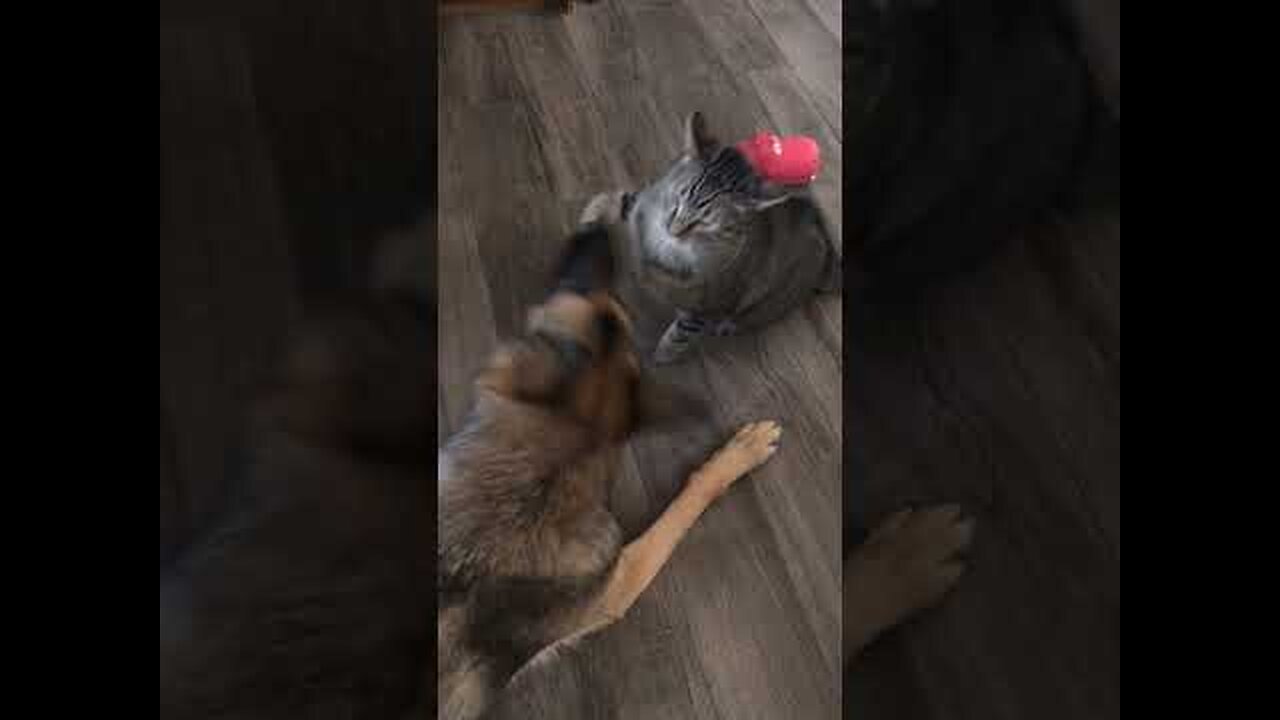 funny cat and dog fights#shorts part 3