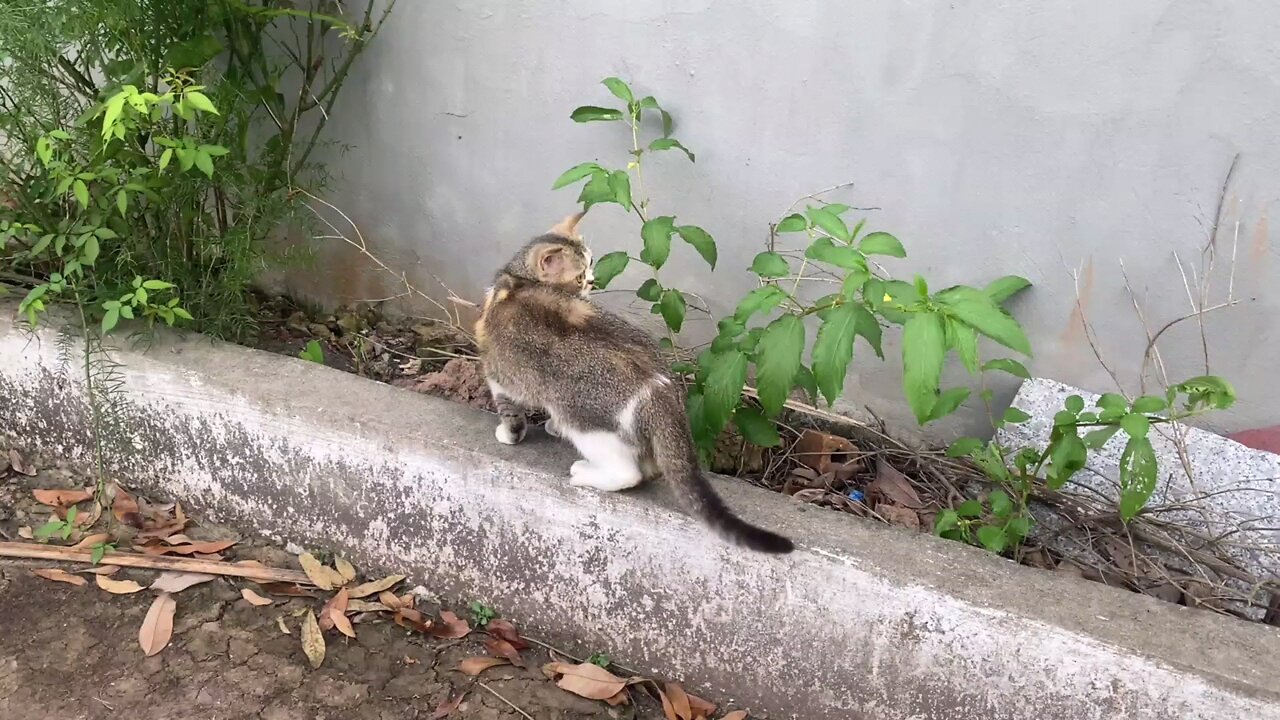 Cute Baby Cats