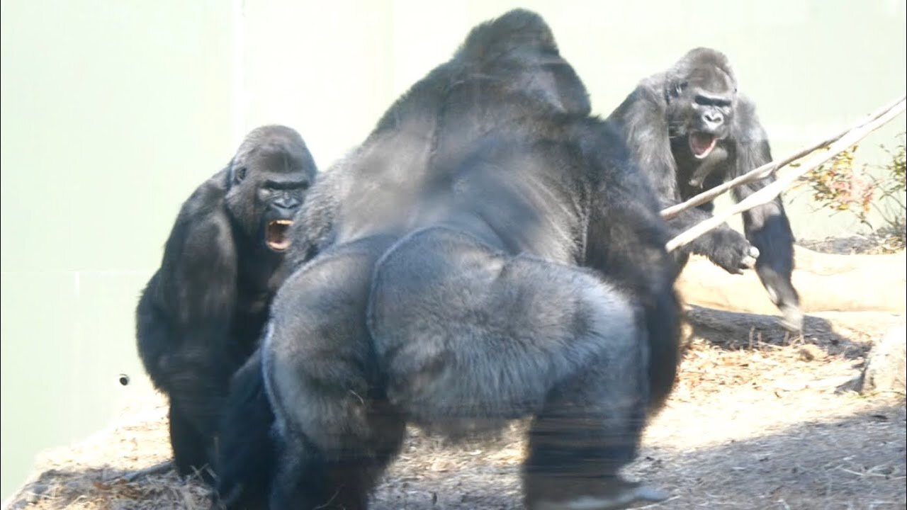 Gorilla's Big Fight❗️_ Shabani's Son Shuts His Mind To Dad _ What's Wrong With Shabani_