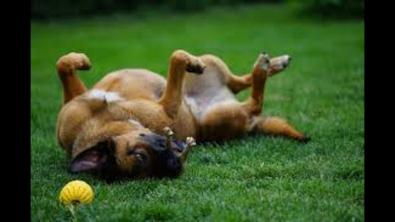 You will laugh at all the DOGS 🤣 Funny DOG Videos 😂🐶