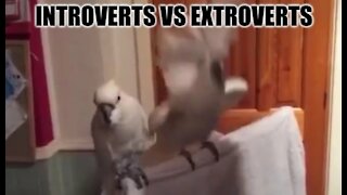 Introvert vs Extrovert Parrots