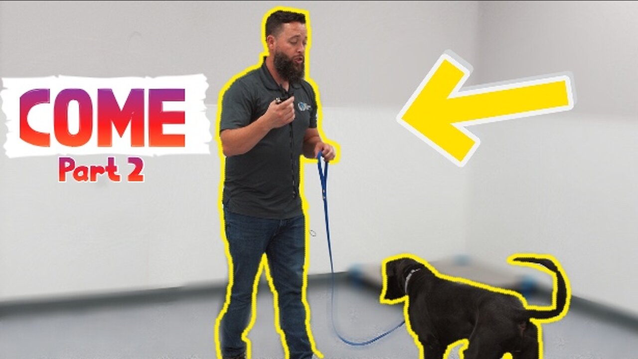 TEACHING COME WITH AN E COLLAR (part 2)