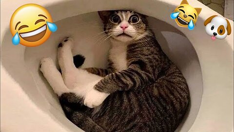 Funny Animal's Videos Cat & Dog Funny Moments In America