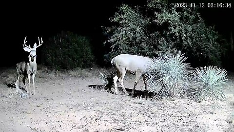 Backyard Bucks