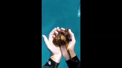 Friendliest Octopus Ever