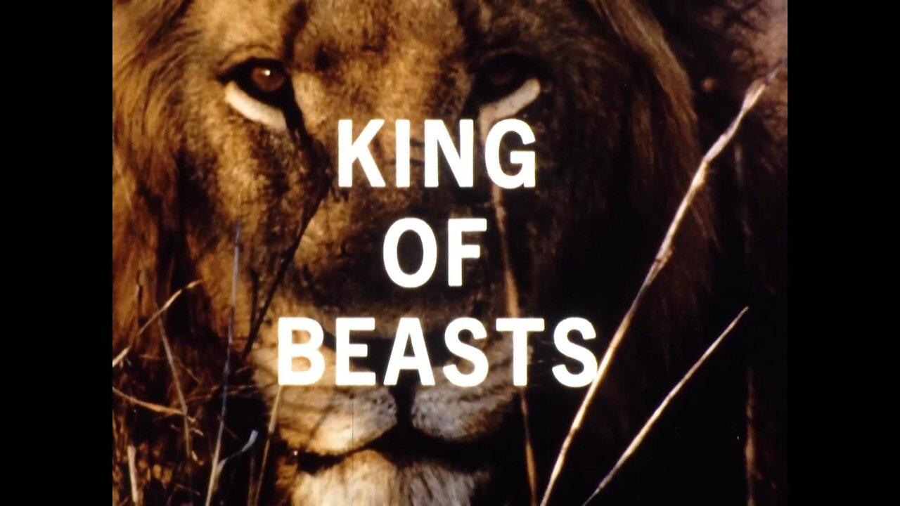 Mutual Of Omaha's Wild Kingdom - "King Of Beasts"