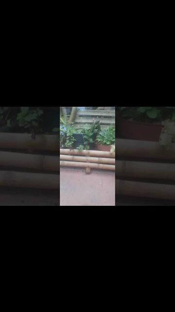 floreiras de bambu mosso e estrado#shorts