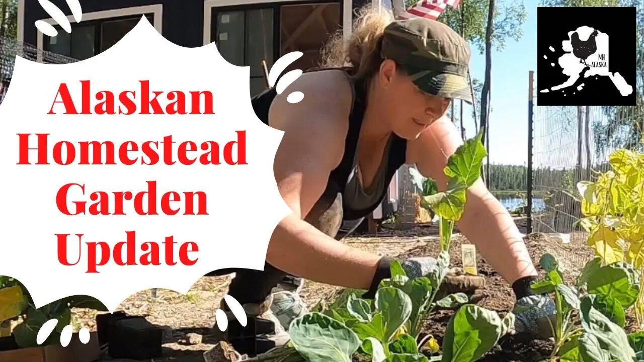 Alaskan Homestead Garden Update | planting our garden | using what we have