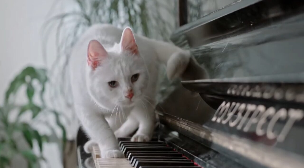 Cute cat walking all over a piano