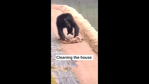 Cleaning the house