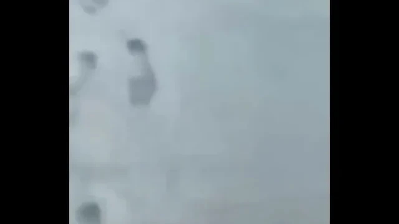 animal funny video