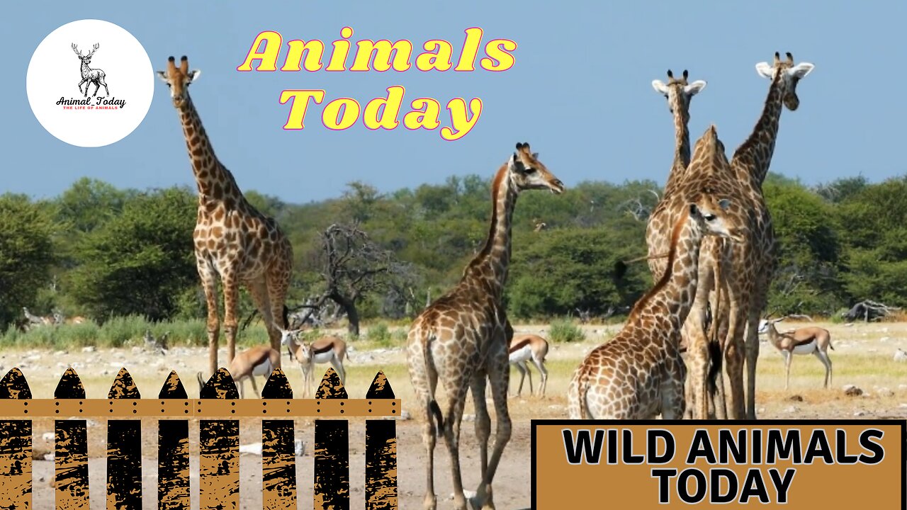 Most Amazing Wild Animals Today Video || Wild Animals Today