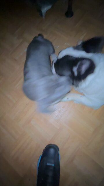 Frenchie pup and dad