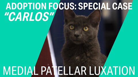 "Carlos" | cat with medial patellar luxation