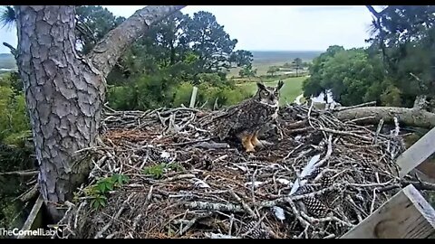 Mom Returns To Share Lunch 🦉 4/14/22 15:04