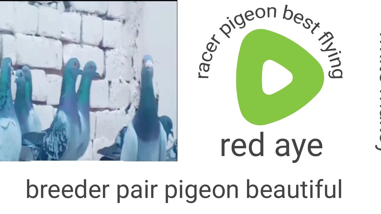 Racer breeder pair pigeon beautiful