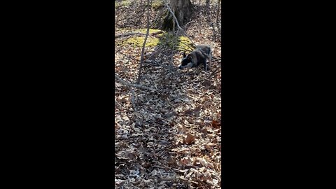 TESS HUNTING SQUIRRELS