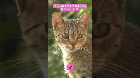 cute cat videos 😹funny videos 😂1375😻#shorts #catvideos #funnycatsvideos #cat #funny_cat #cutecat