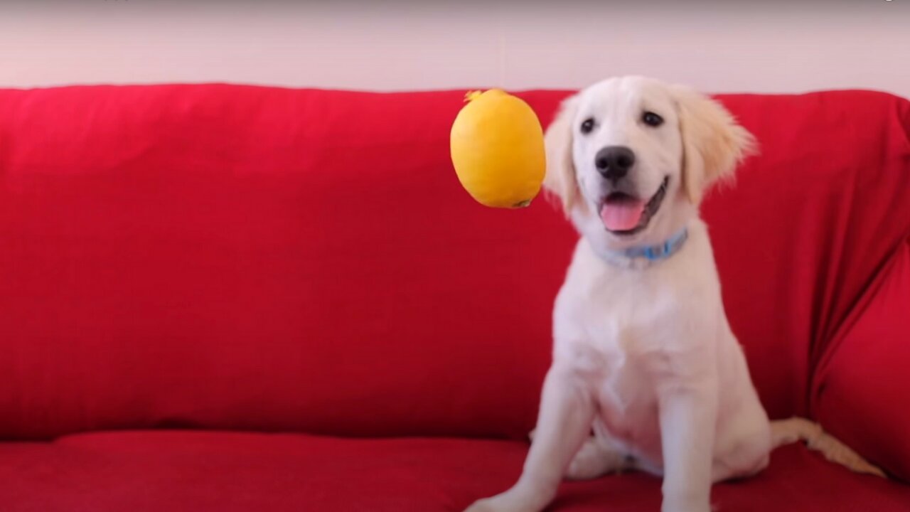 Golden Retriever Puppy Sees and Tastes Lemon for the First Time!