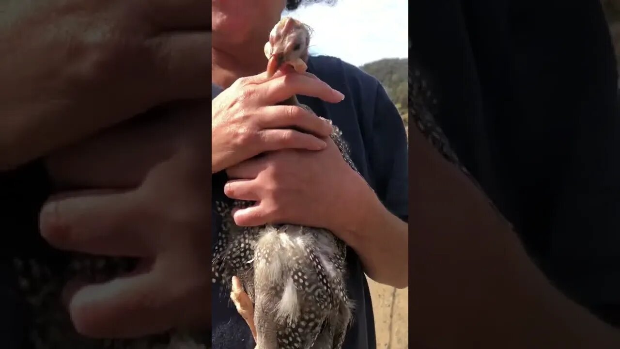 Little guinea fowl with deformed leg
