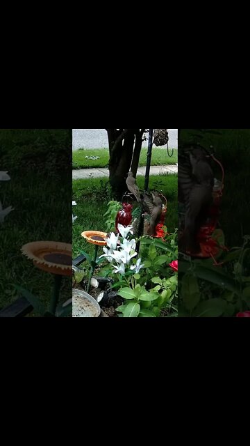 3 Starling Fledglings Being Fed #Shorts 🌻