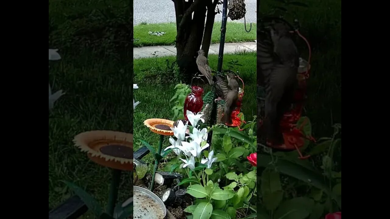 3 Starling Fledglings Being Fed #Shorts 🌻