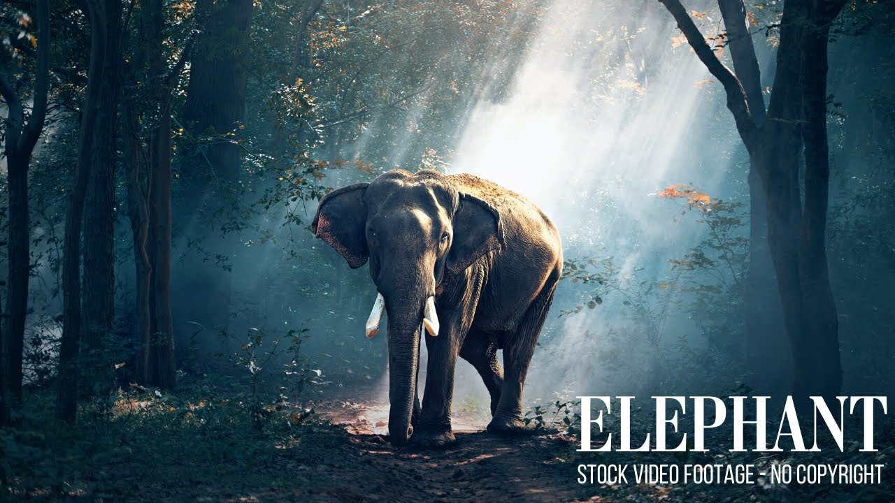 Elephants Animals Collection in 2023 | 4K African Wildlife | Elephant Stock Video Footage