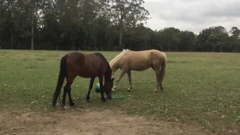 Halo and Ava just hanging out