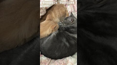 Sweet cats cuddle in winter ❤️