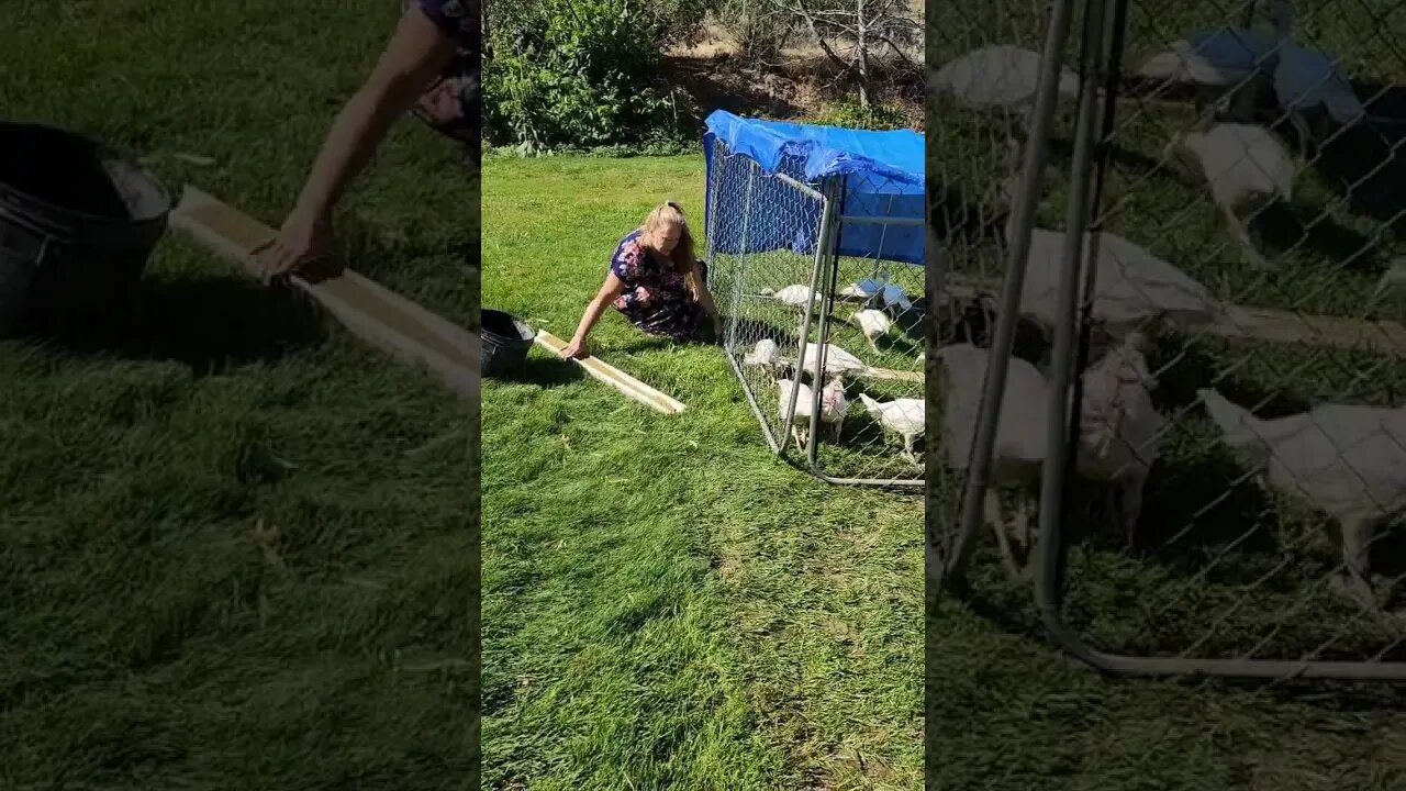 #turkeys #homestead #farm #shorts