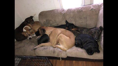 My pack of dogs