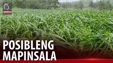 Halos 1-M ektarya ng pananim sa pitong rehiyon, posibleng mapinsala sa Bagyong Egay —DA