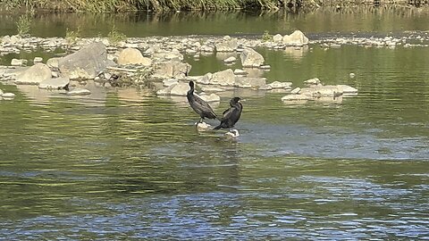 Chilling Cormorants