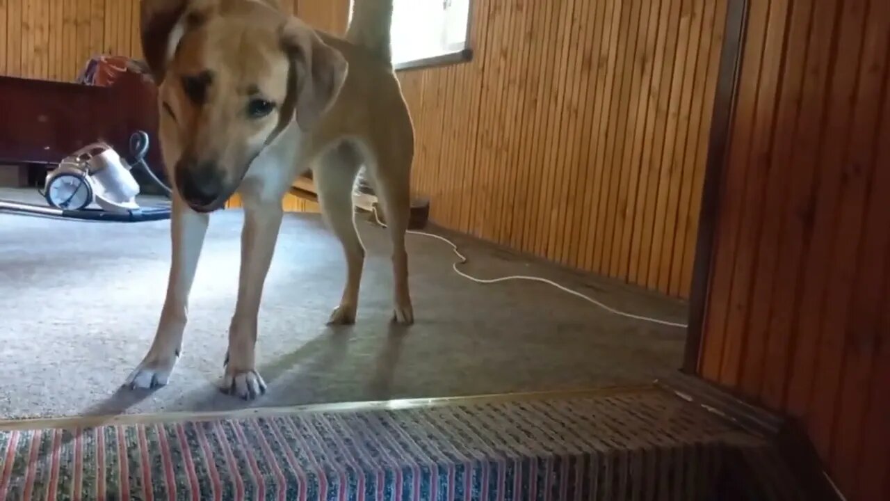 When it becomes no longer possible to ignore the background noise 😁😆🦮🐶